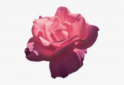 Magenta Roses - Flower Aesthetic Png Transparent PNG - 500x483 ...