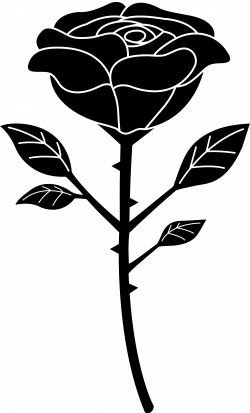 black and white photos | Black and White Rose Vector | Black & White ...
