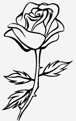 Rose clip art black and white free clipart images 3 ...