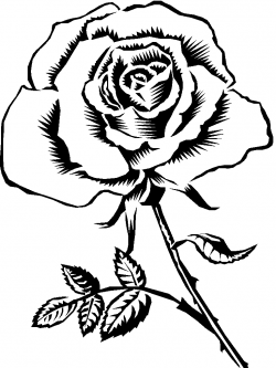 Free Rose Cliparts, Download Free Clip Art, Free Clip Art on ...