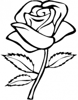 Download for free 10 PNG Rose clipart black and white ...