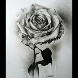 Free Drawings Of Roses In Black And White, Download Free ...