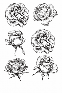 Roses Flower Drawing - Rose Flowers Drawings Realistic ...