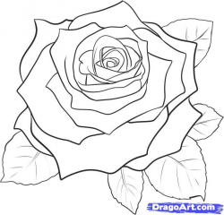 how to draw a rose | How to Draw a Realistic Rose, Draw Real ...