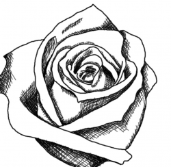 Free Drawings Of Roses In Black And White, Download Free ...