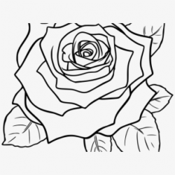 White Rose Clipart Guldasta - Rose Flower Clip Art Black And ...
