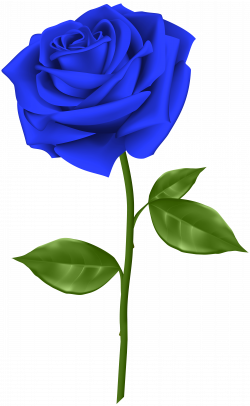 Blue Rose Transparent PNG Clip Art | Gallery Yopriceville - High ...