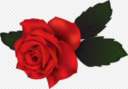 Rose clipart transparent background 1 » Clipart Portal