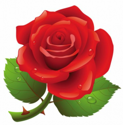 Red rose clipart cute clipart - Cliparting.com