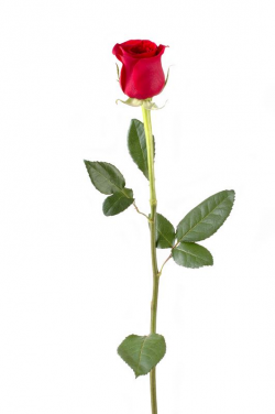 Single Long Stem Rose | Rose Single stem 150x150 Flowers Language ...