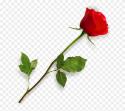 Red Rose Clipart Long Stem - Rose Png Transparent Png (#848765 ...