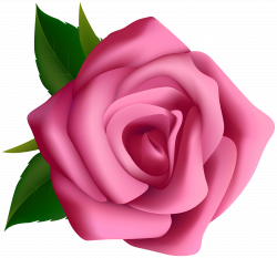 Pink Rose Clipart PNG Image | Gallery Yopriceville - High-Quality ...