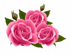Rose Clipart Garden Rose - Pink Rose Images Png, Transparent Png ...