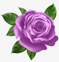 Purple Rose Transparent Png Clip Art - Purple Rose Clipart - Free ...