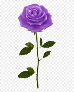 Free Png Download Purple Rose With Stem Png Images - Good Morning Hd ...