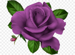Rose, Flower, Purple, transparent png image & clipart free download