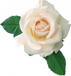 Real White Rose Clipart | Gallery Yopriceville - High-Quality ...