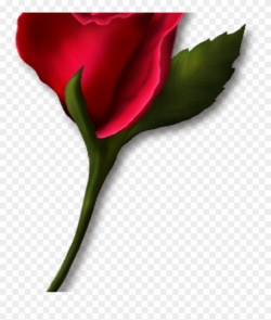 Single Rose Clipart Single Rose Clipart Png Real Clipart - Wedding ...