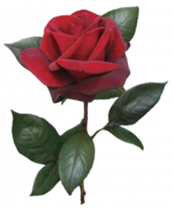 Flower Rose Bud Red Real | Free Images at Clker.com - vector clip ...