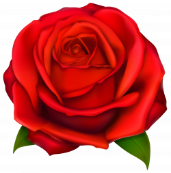 Image of clip art red rose 2 red roses clip art images free | class ...