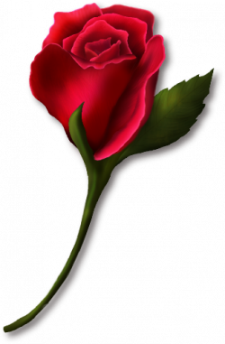 Red Rose Bud Painted Clipart | florals | Flowers, Rose, Rose buds