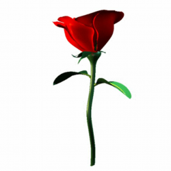 Free Single Rose Cliparts, Download Free Clip Art, Free Clip Art on ...