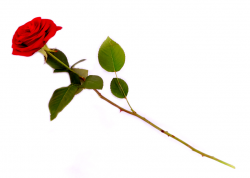 Free Single Rose Cliparts, Download Free Clip Art, Free Clip Art on ...