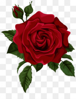 Small Rose PNG and Small Rose Transparent Clipart Free Download.