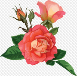 Rose Clipart with transparent background ( Rose flower Clipart psd ...