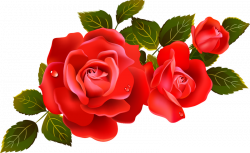 red-rose-flower-free-PNG-transparent-images-free-download-clipart ...