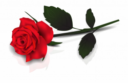 Single Red Rose Transparent Png - Rose Clipart Transparent ...