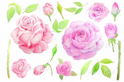 Watercolor Vintage Pink Rose Clipart