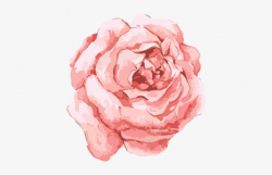 Watercolor Rose - Transparent Watercolor Flower Clipart - Free ...