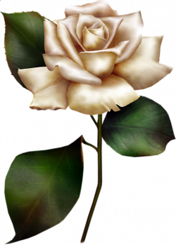 Painted White Rose Clipart | scrapbooking | Rose clipart, Flower ...
