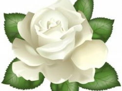 Free White Rose Clipart, Download Free Clip Art on Owips.com