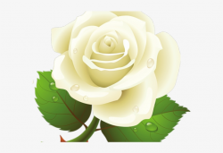 White Rose Clipart Yellow - Rose White Yellow Png - Free Transparent ...