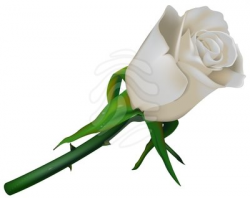 Clip art: White Rose | Clipart Panda - Free Clipart Images