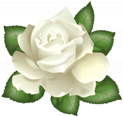 White Rose Transparent PNG Clip Art Picture | Gallery Yopriceville ...