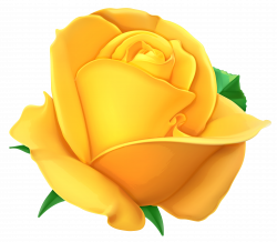 Transparent Yellow Rose PNG Clipart Picture | Gallery Yopriceville ...