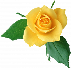 Download Yellow Rose Clipart HQ PNG Image | FreePNGImg