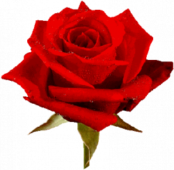 Free Animated Roses Images, Download Free Clip Art, Free ...