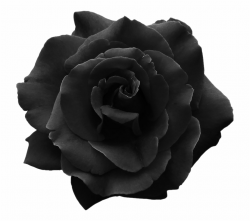 Black Rose Transparent Background & Free Black Rose ...