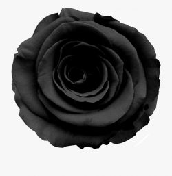 Black Roses Png - Transparent Black Rose Png , Transparent ...