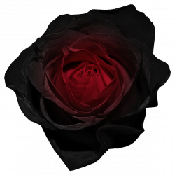 Red and Black Rose PNG Picture | Gallery Yopriceville ...