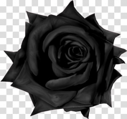Gothic Rose transparent background PNG cliparts free ...