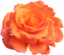 Orange Rose Transparent Clip Art Image | Gallery ...