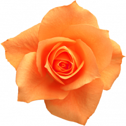 Rose Yellow Flower Clip art - Orange roses png download ...