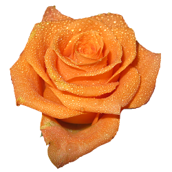 transparent-flowers: Transparent Orange Rose in 2019 ...