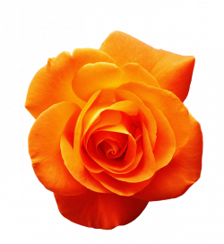 Garden roses Orange Flower Red - rose png download - 660*720 ...