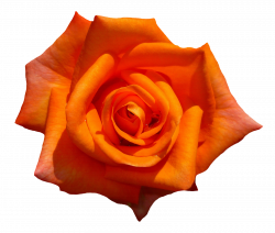 Download Orange Rose Flower Top View PNG Image for Free